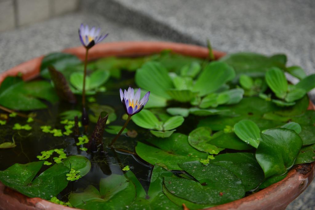花蓮快樂腳旅宿 Hualien Buitenkant foto